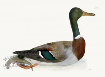 Rudbeck 249 Mallard 24x18